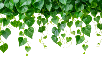 Devil's ivy heart shaped green leaves hanging  isolated on white or transparent background. clipping path included