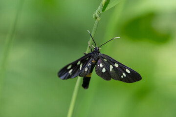 visuale macro di una farfalla nera con puntini bianchi, ferma sullo stelo di una pianta su sfondo...