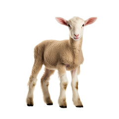 A lamb isolated on white background