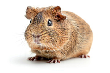 A small guinea pig posing for the camera