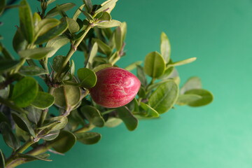 Foliage and fruit of Natal Plum, Carissa macrocarpa, on  green background