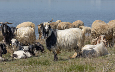 sheep, lamb, animal, farm, goat, grass, agriculture, nature, mammal, livestock, spring, meadow,...