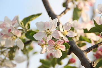 Apple blossom branch, evening light