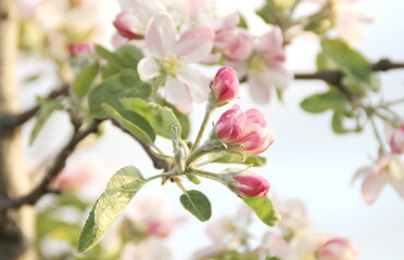 Apple blossom branch, evening light