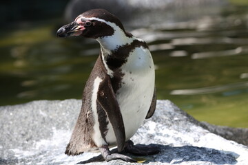 penguin on the rocks