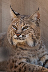 Lynx, resting in the shade
