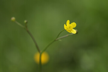 Yellow flower on a green background, meadow buttercup - ranunculus acris