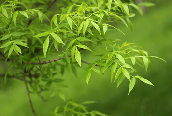 Close up of green ash leaves