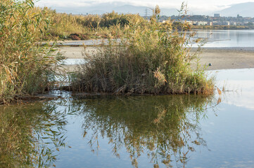 Landscape Molentargius Regional Natural Park in Cagliari City Sardinia
