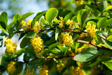 Barberry (Berberis vulgaris)