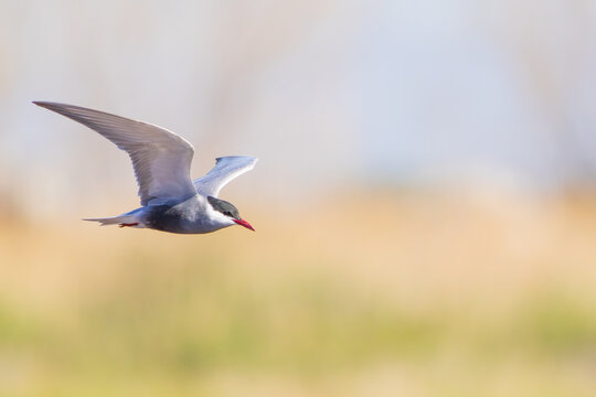 Fumarel cariblanco en vuelo (Chlidonias hybrida)