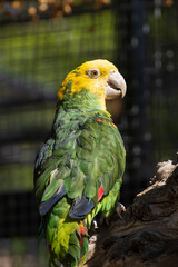 Green and yellow macaw at the zoo