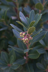 Arbutus unedo in bloom,  common name 