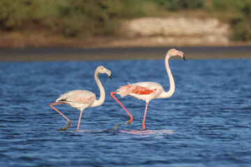 Flamingos reting and walking in the water in the lake