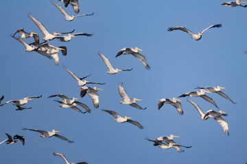 Flock of birds seagulls pelicans and flamingos migrating