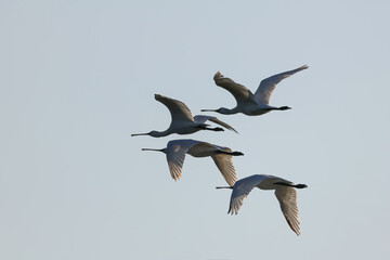 Flock of birds Eurasian spoonbill (Platalea leucorodia) migrating