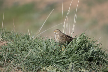 Emberiza calandra bird