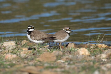 Two little ringed plover