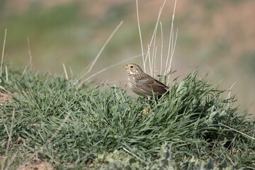 Emberiza calandra bird