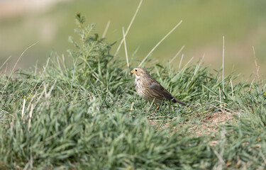 Emberiza calandra bird