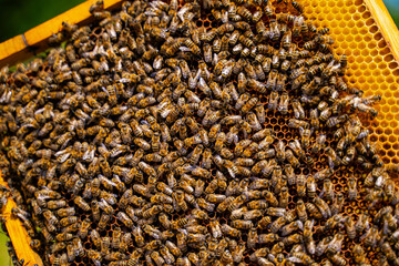 A large group of bees are gathered on a yellow surface. The bees are busy and seem to be working...