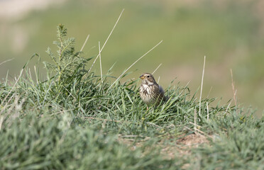 Emberiza calandra bird