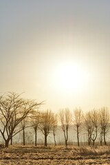 Fototapeta premium 朝の福島潟（新潟県）