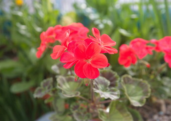 Red Geranium Zonal, garden geranium, Pelargonium hortorum with red flowers, ornamental and medicinal plant