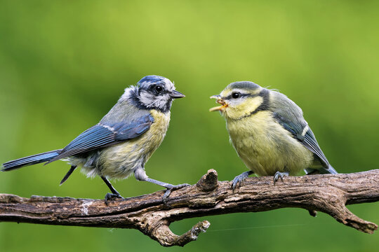 Blaumeise f&uuml;ttert &Auml;stling