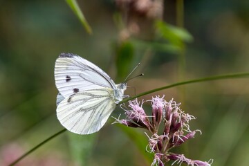 butterfly on a flower