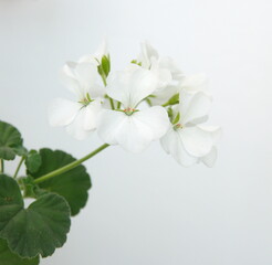 White  Geranium Zonal in bloom, Pelargonium hortorum 
