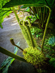 Gyllyngdune Gardens - Green Plant Emerging From Soil