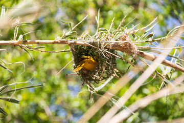 Taveta golden weaver, yellow bird sitting in a nest