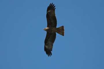 Black kite, Milvus migrans, single bird in flight