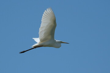 Great egret (Egretta alba) flying in the blue sky, natural habitat