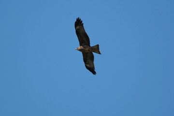 Black kite, Milvus migrans, single bird in flight