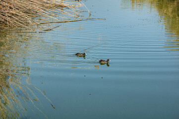 Landscape Molentargius Regional Natural Park in Cagliari City Sardinia