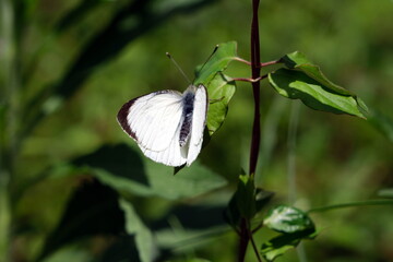 White butterfly on a green leaf