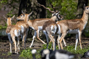 Hirschziegenantilope