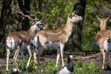 Hirschziegenantilope