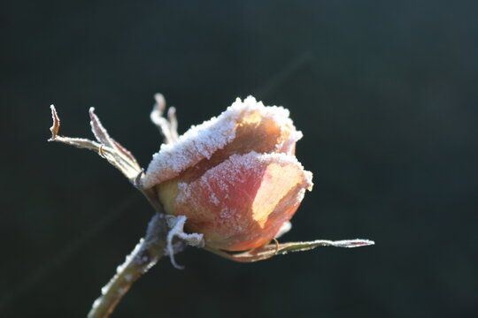 Rose mit Raureif