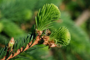 Young green spruce branch with cones and buds
