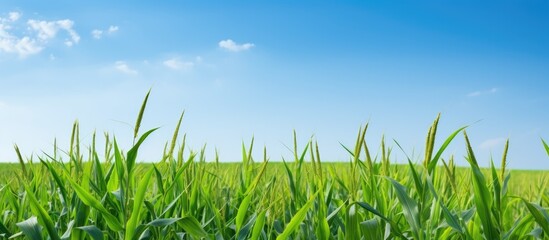 Fototapeta premium Field of lush grass under clear blue sky
