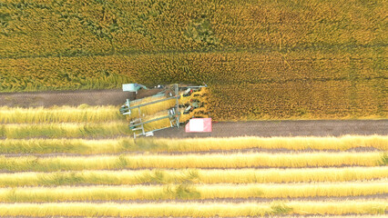 Agricultural machines tractor mow fodder grass for livestock in rural field. Combine harvester mows...