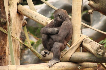 Gorilla