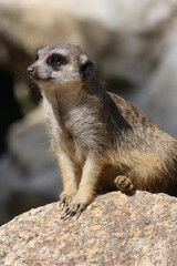 meerkat on guard