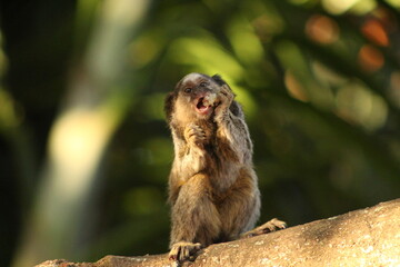 Marmoset