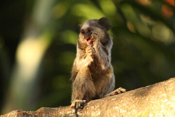 Marmoset
