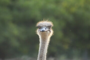 Avestrus