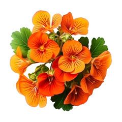 orange flowers with green leaves